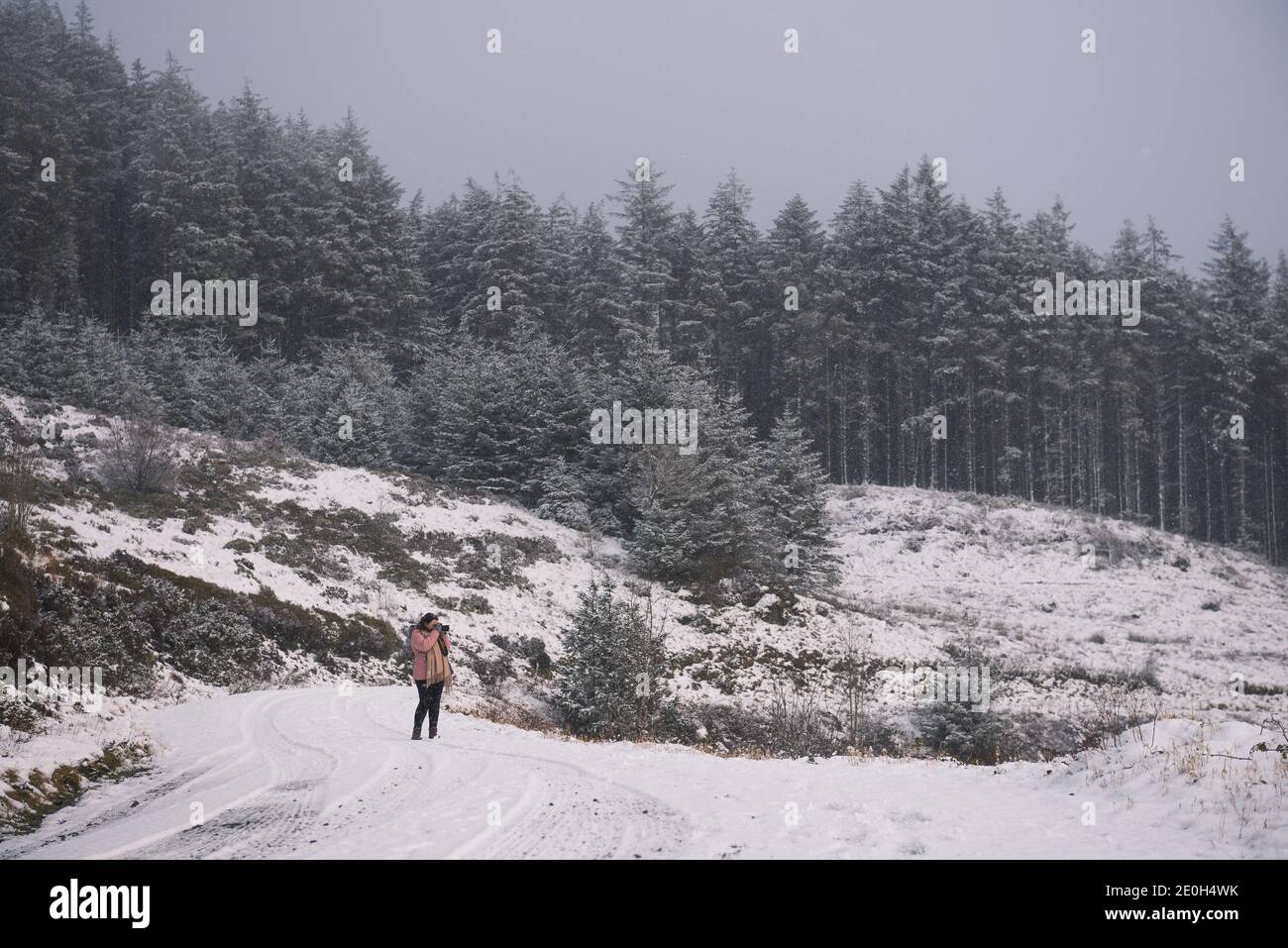Snow Covered Pines at the Hafod Estate, Mid Wales. The Cambrian
