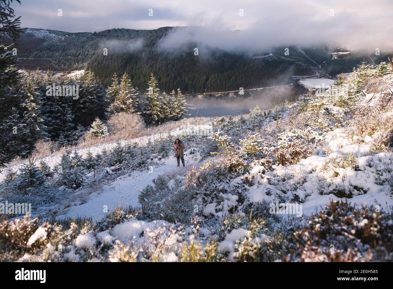 Snow Covered Pines at the Hafod Estate, Mid Wales. The Cambrian