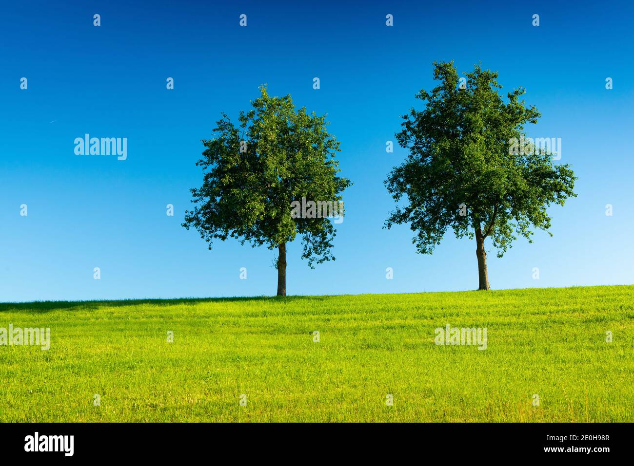 Two beautiful trees on field hi-res stock photography and images - Alamy