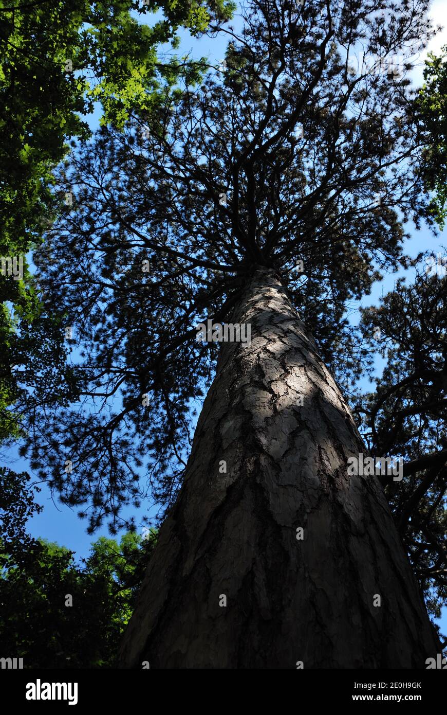 High fat old tree hi-res stock photography and images - Alamy