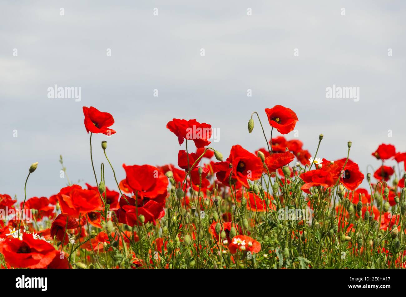 Summer field with many blossom red poppies Stock Photo