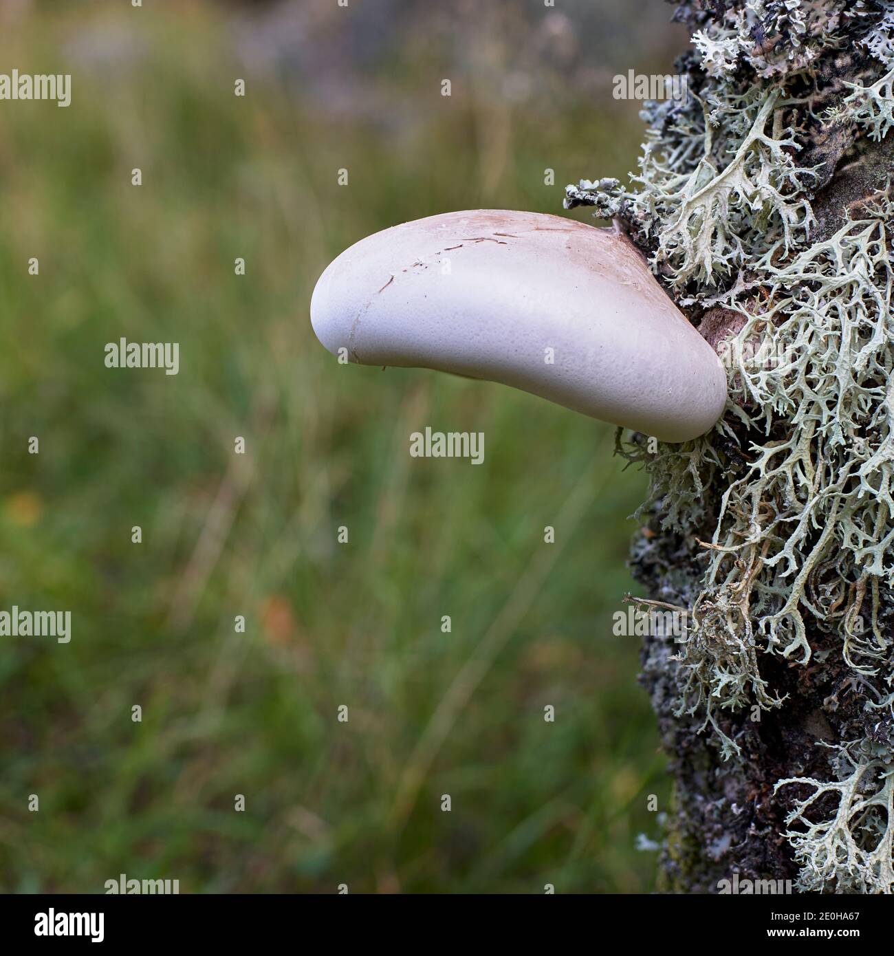 Birch Polypore bracket fungi on Silver Birch tree, Wetland scene, Muir of Dinnet National Nature Reserve, Aberdeenshire, Scotland Stock Photo