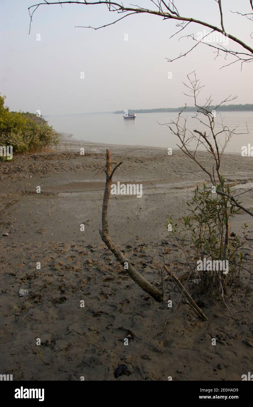 Sundarbans National Park is a large coastal mangrove forest, shared by India and Bangladesh Stock Photo