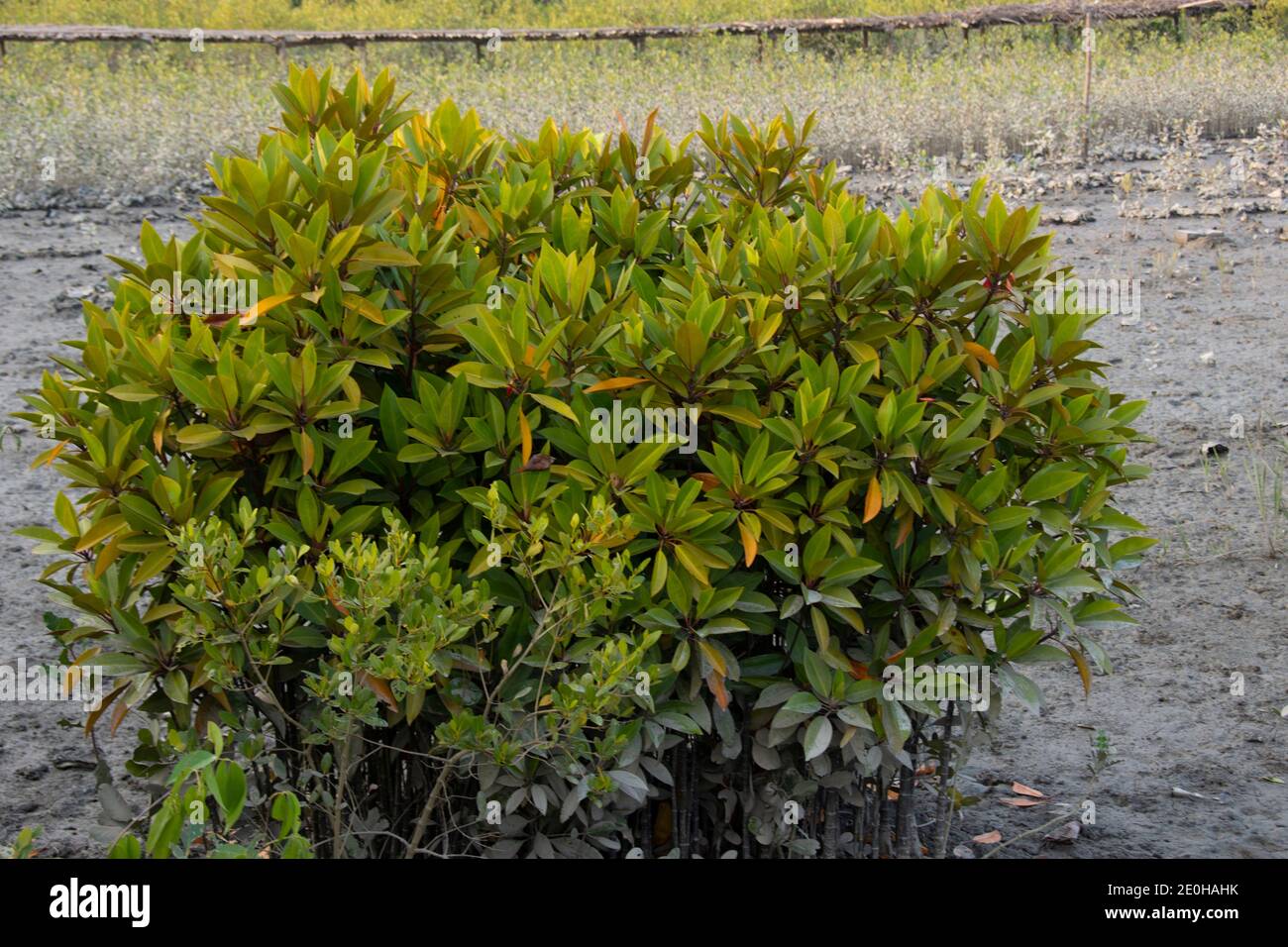 Bruguiera is a plant genus in the family Rhizophoraceae. It is a small genus of five mangrove species and three hybrids of the Indian and west Pacific Stock Photo