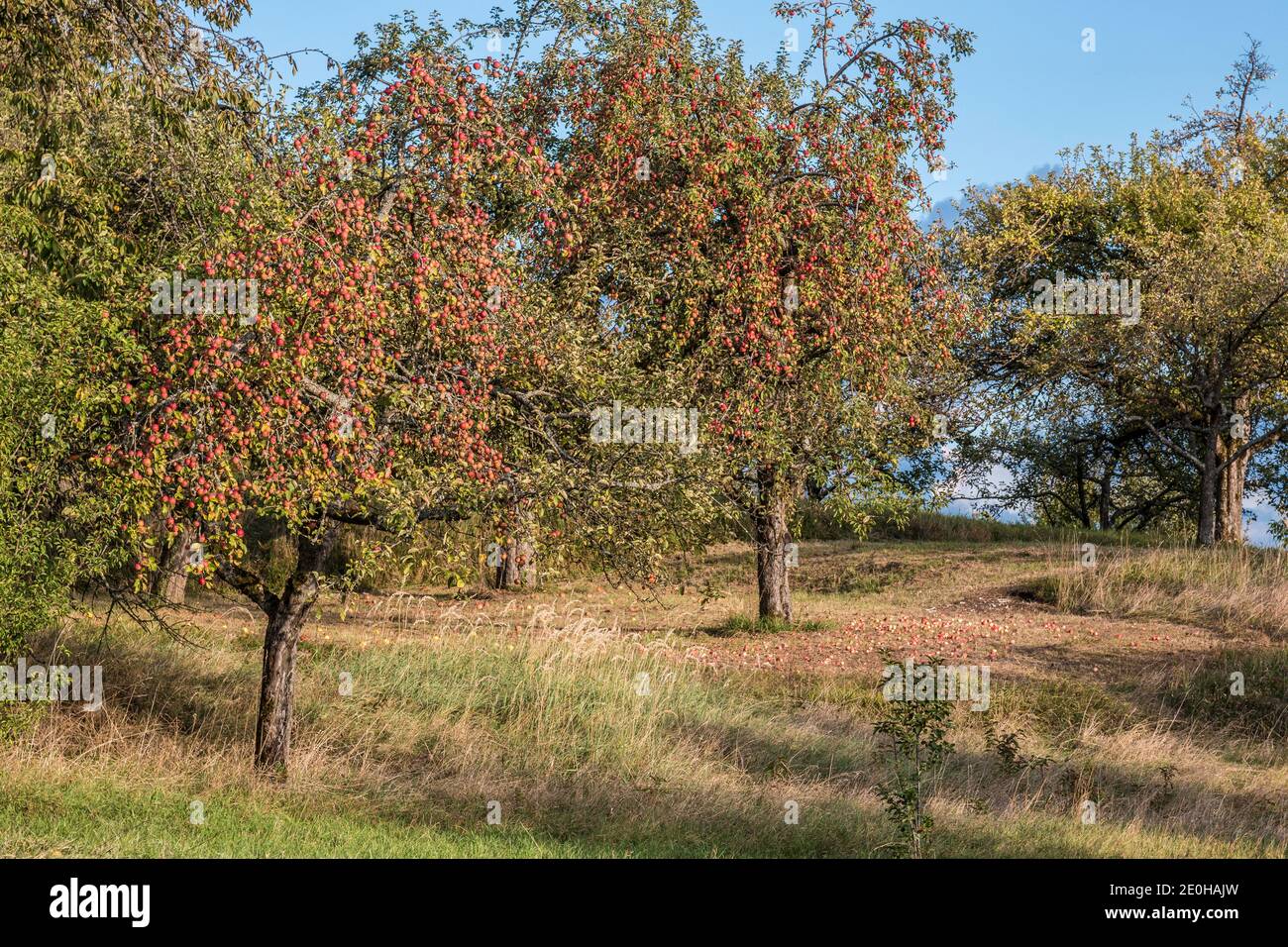 Apple trees with red apples on the green field Stock Photo