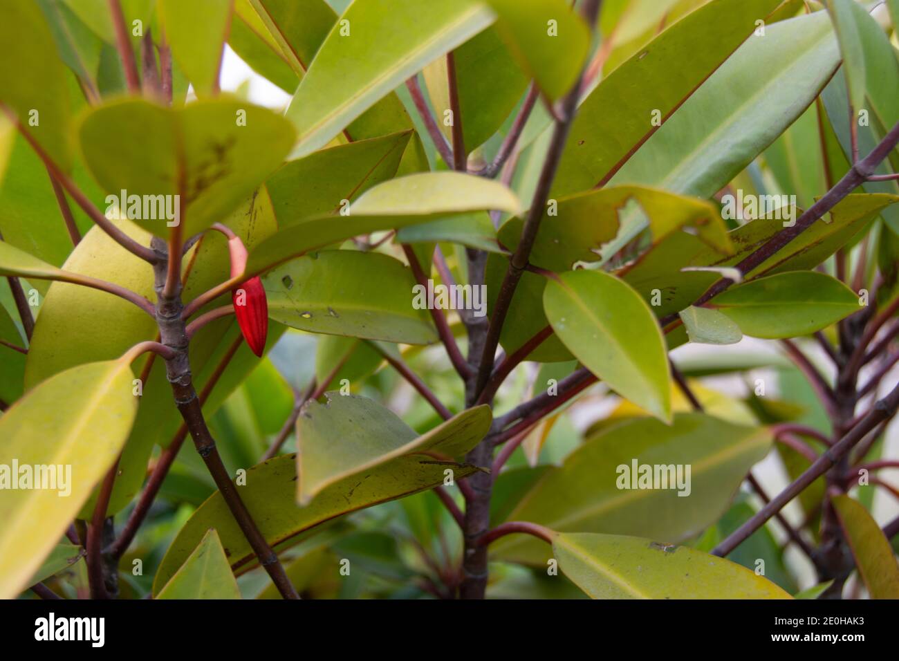 Bruguiera is a plant genus in the family Rhizophoraceae. It is a small genus of five mangrove species and three hybrids of the Indian and west Pacific Stock Photo