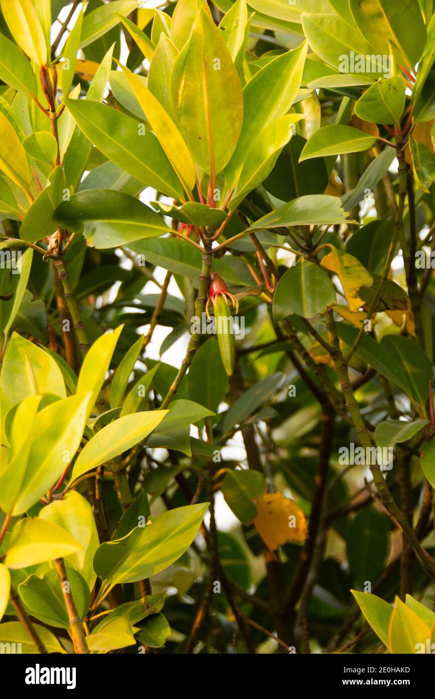 Bruguiera is a plant genus in the family Rhizophoraceae. It is a small genus of five mangrove species and three hybrids of the Indian and west Pacific Stock Photo