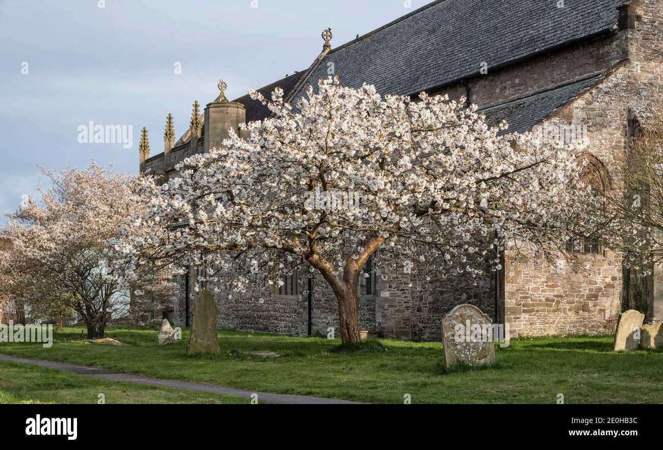 A cherry tree in full bloom in springtime, in the churchyard of St Andrew's church in the small Welsh border town of Presteigne, Powys, UK Stock Photo