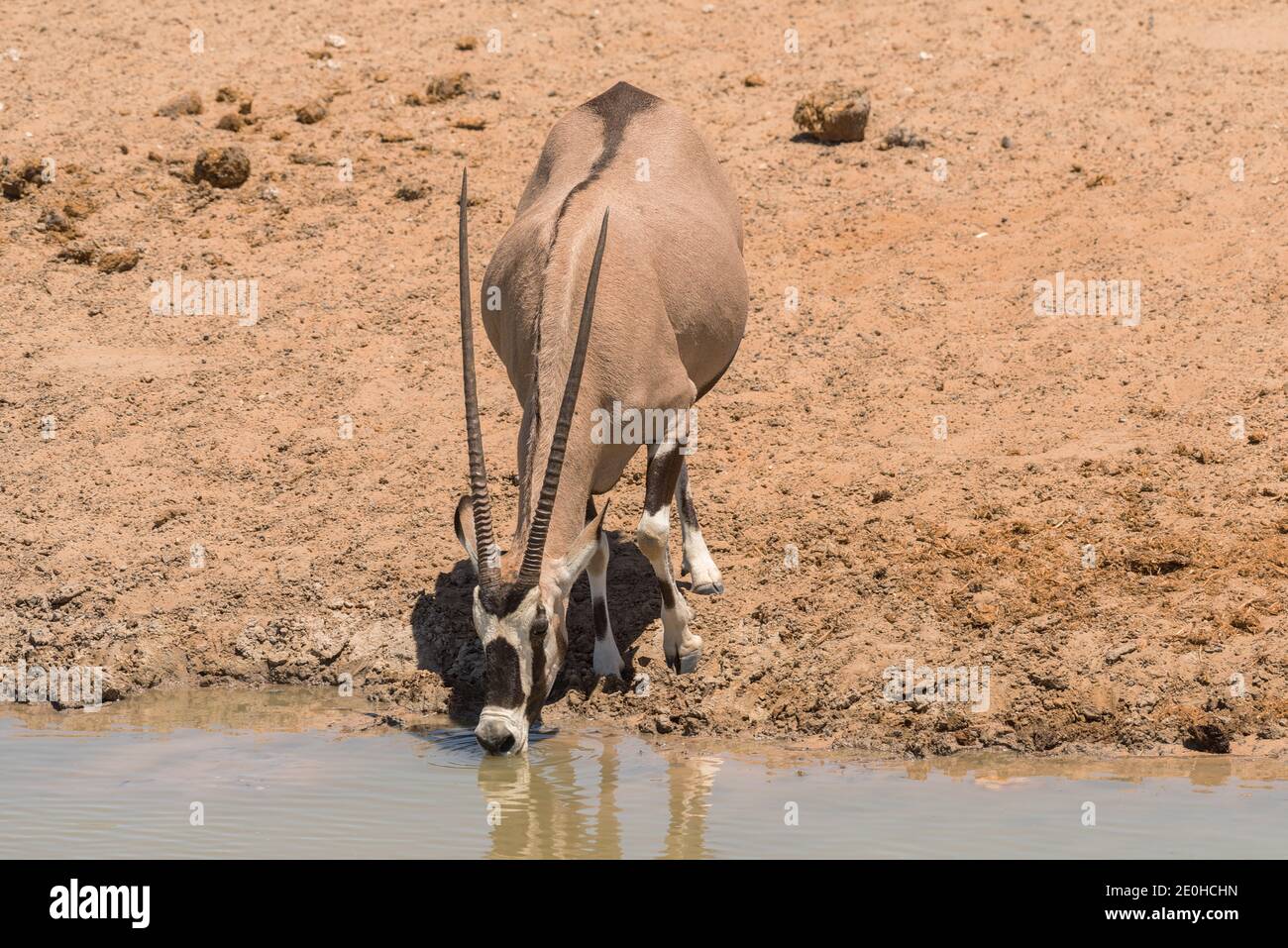 Oryx antelope drinks at the waterhole in northern Namibia Stock Photo