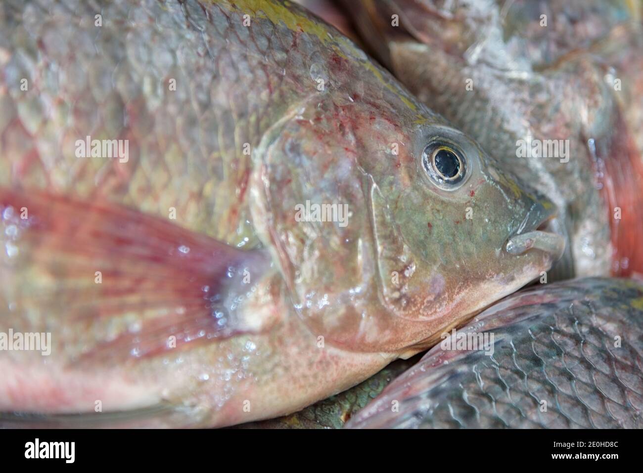 Tilapia is freshwater fish inhabiting shallow streams, ponds, rivers and lakes. Head of fresh Tilapia on ice. Seafood market in Israel. Closeup. Backg Stock Photo