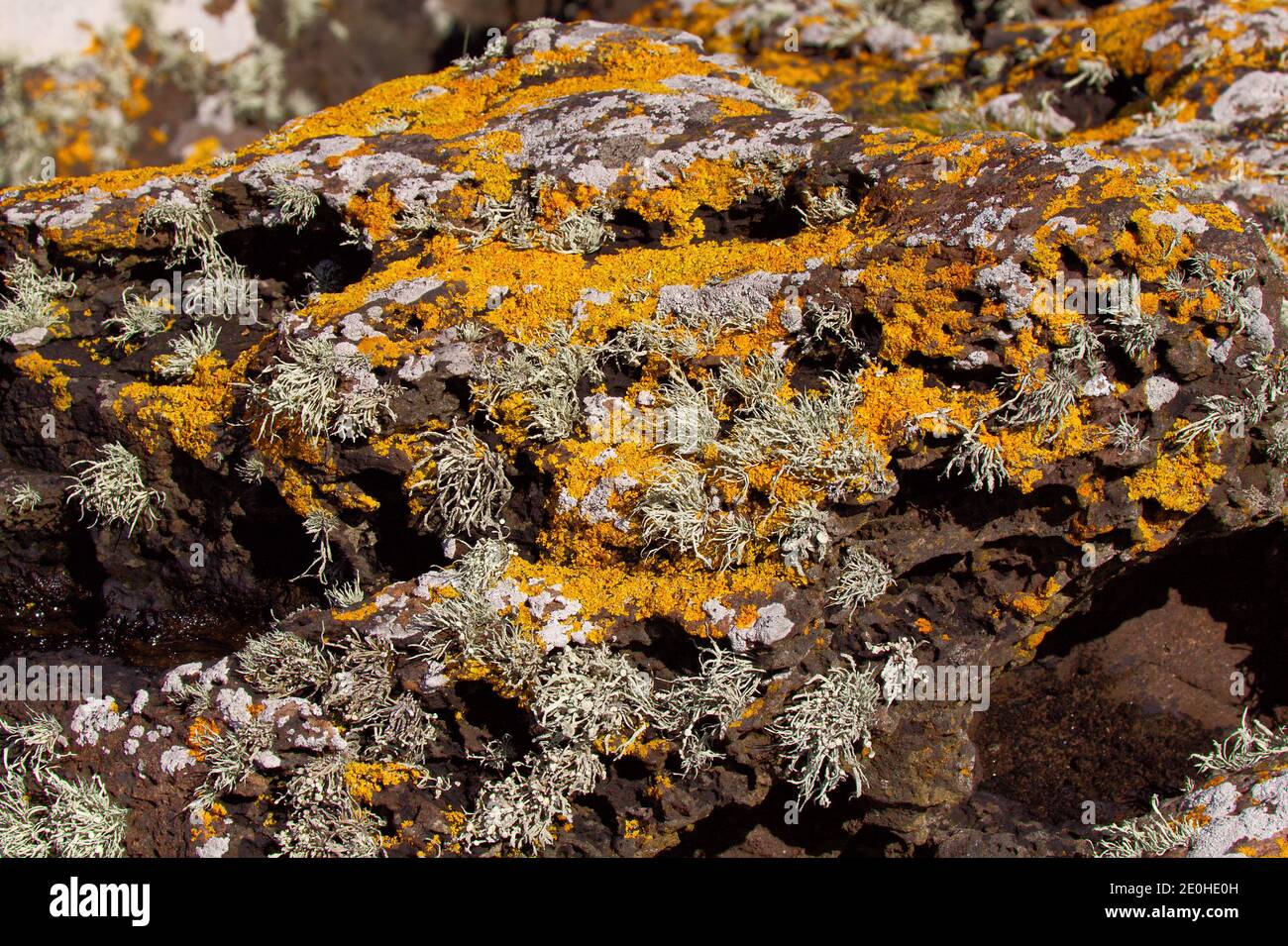 Close  view of a colourful, lichen covered, intertidal rock at Millport, Isle of Cumbrae, Scotland Stock Photo