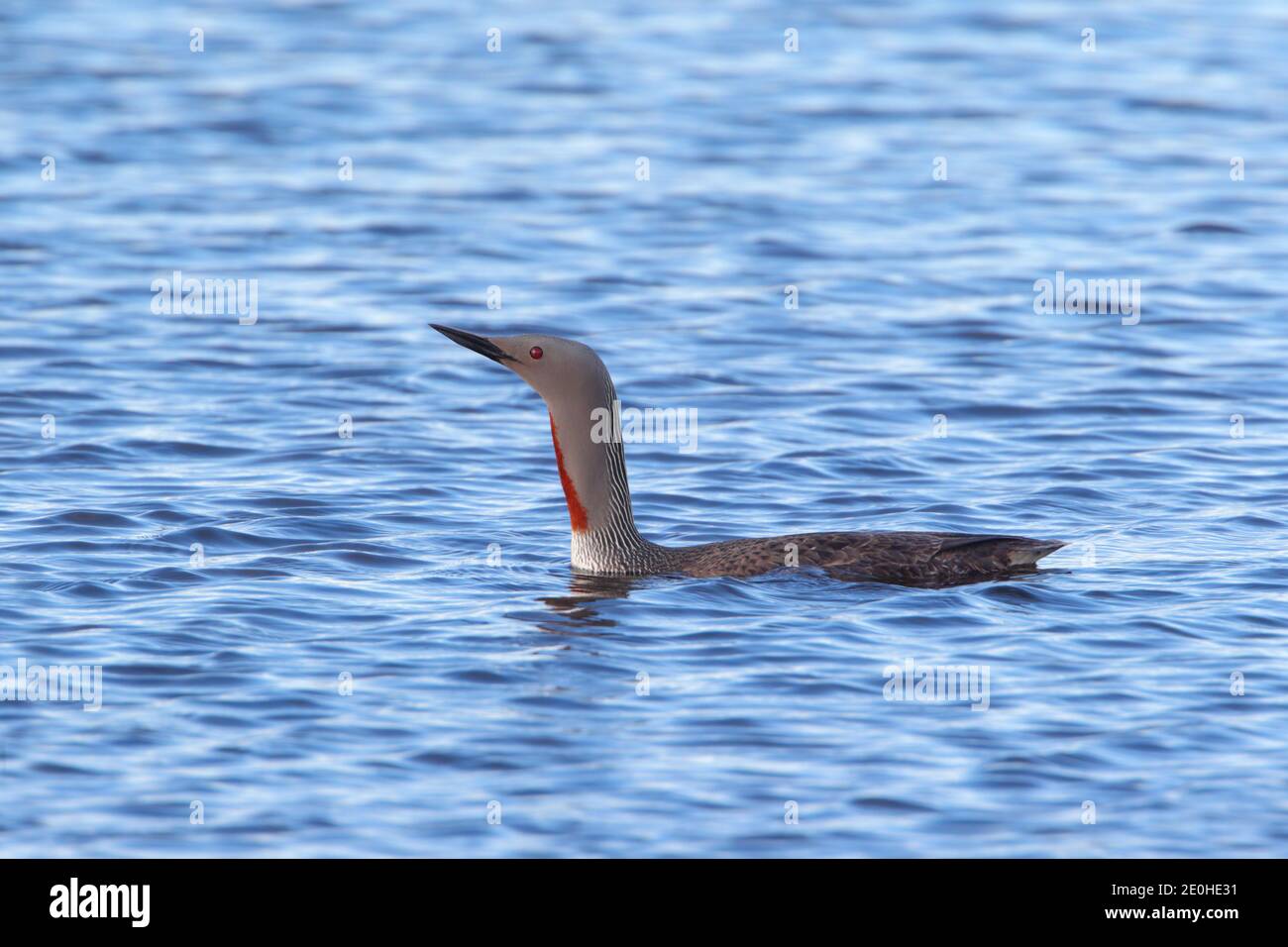 A breeding plumage Red-throated Diver or Loon (Gavia stellata) on a loch on Fetlar, Shetland, in late Spring/early Summer Stock Photo