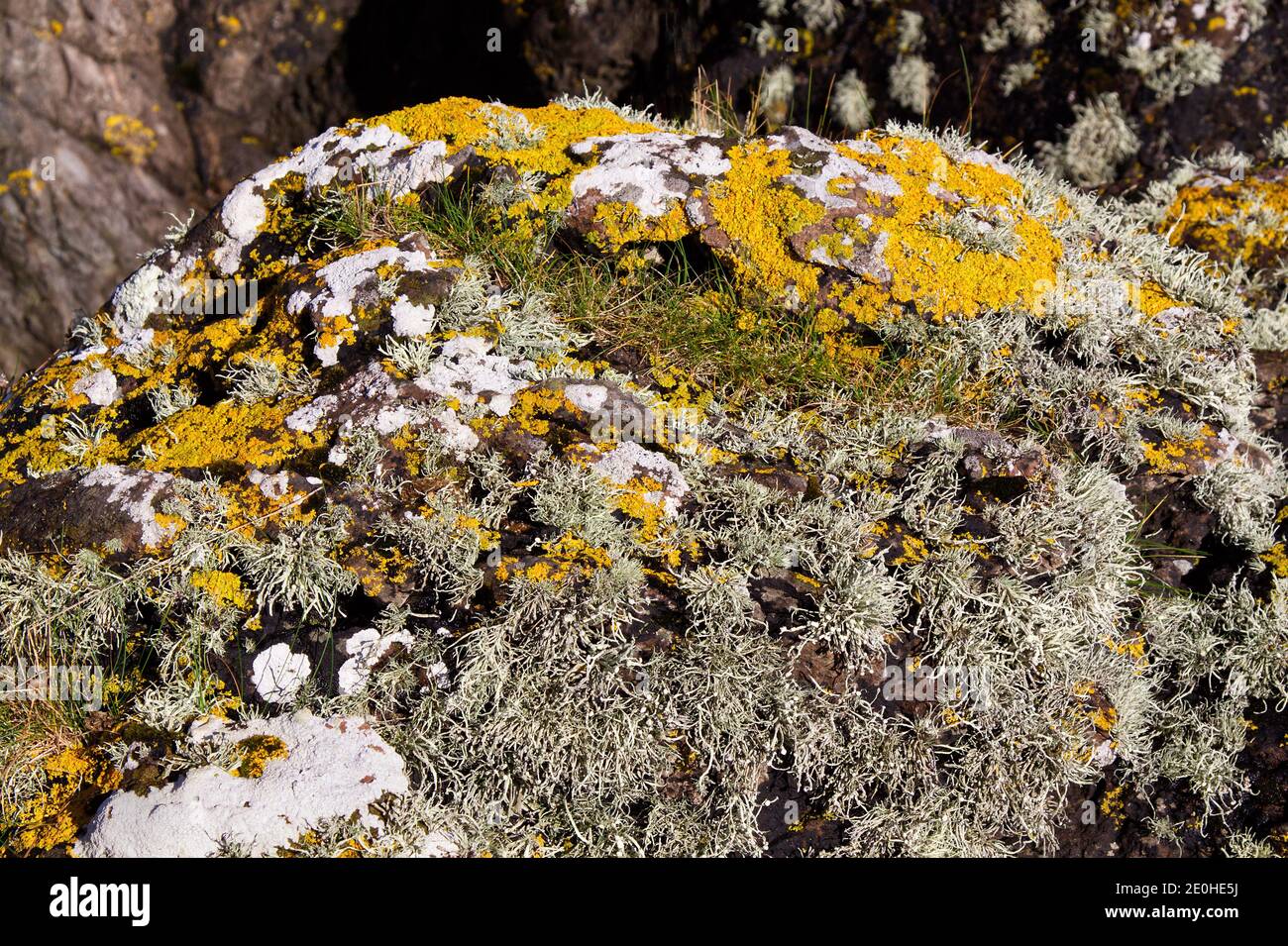 Close view of a colourful, lichen covered, intertidal rock at Millport, Isle of Cumbrae, Scotland Stock Photo