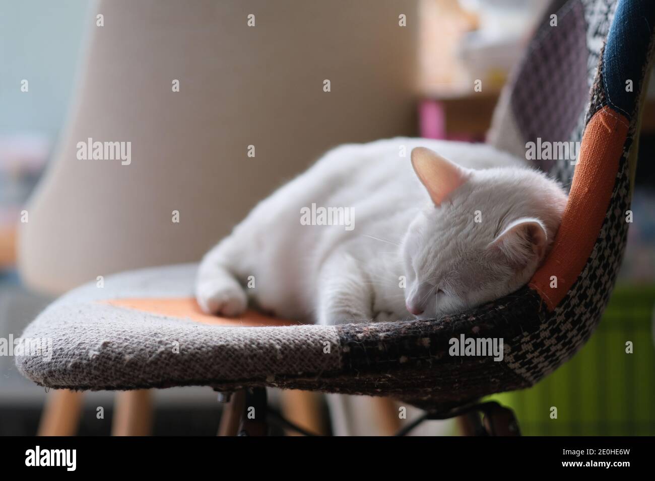 close up one pure white cat sleeping on chair under sunlight at home