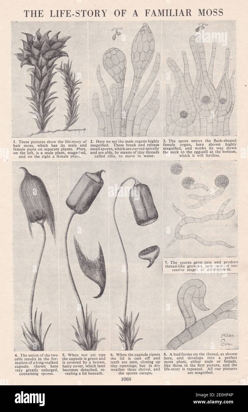 The life story of a familiar moss - Vintage illustrations. Stock Photo