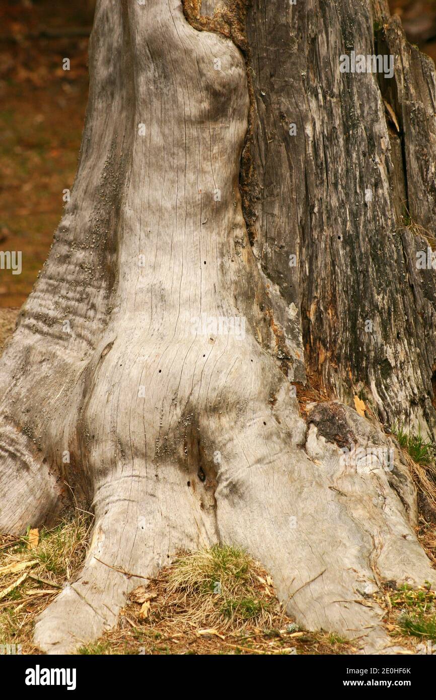 Inosculation: two different trees joined together at the base of their trunk. Conjoined trees. Husband and wife trees. Stock Photo