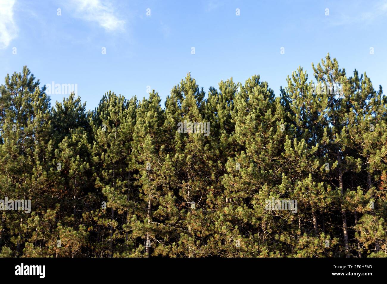Pine trees with clear blue sky in the background Stock Photo - Alamy