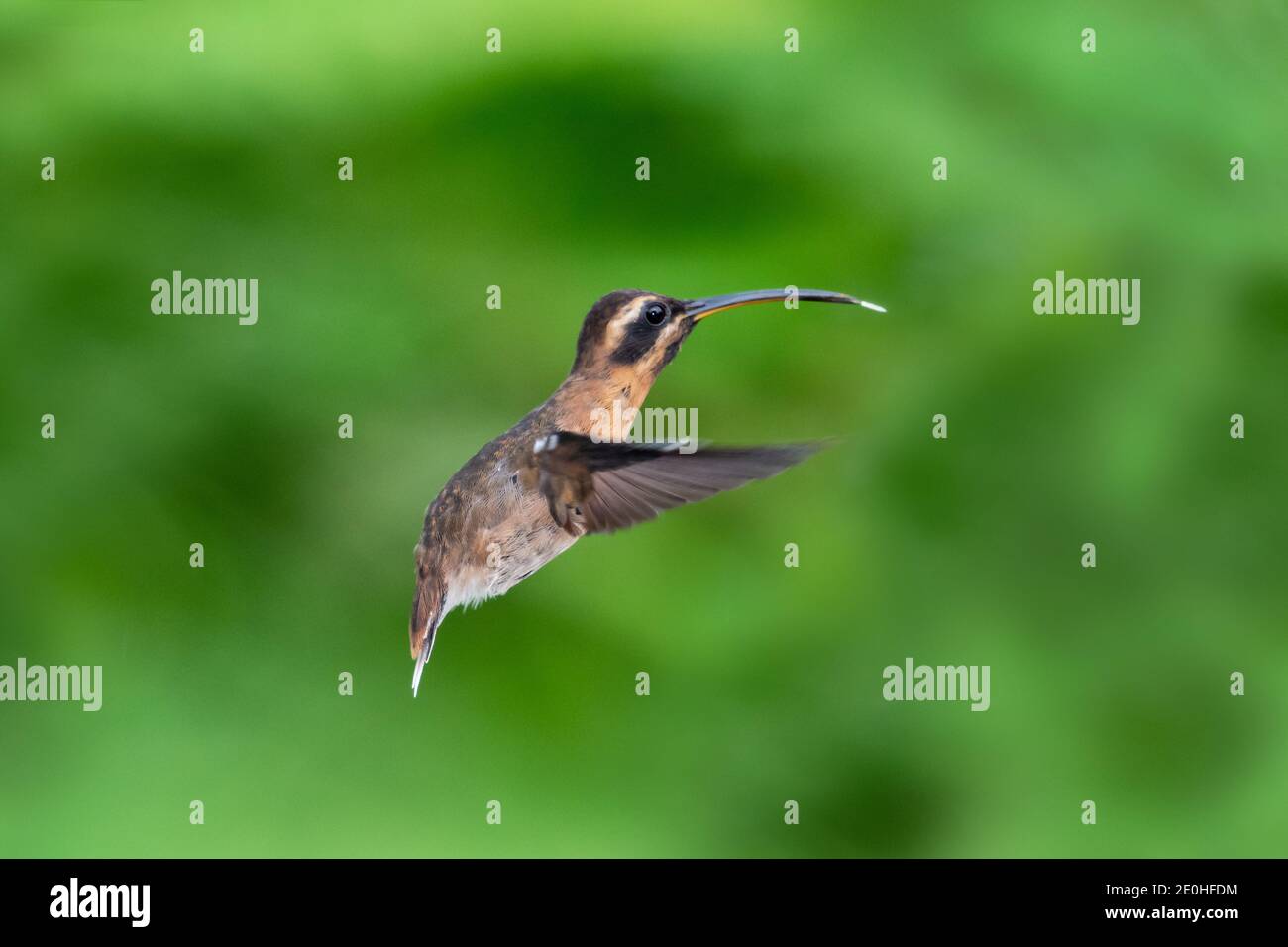 A LIttle Hermit hummingbird hovering in the air with a smooth green background. Wildlife in nature. Bird in flight. Brown bird. Stock Photo