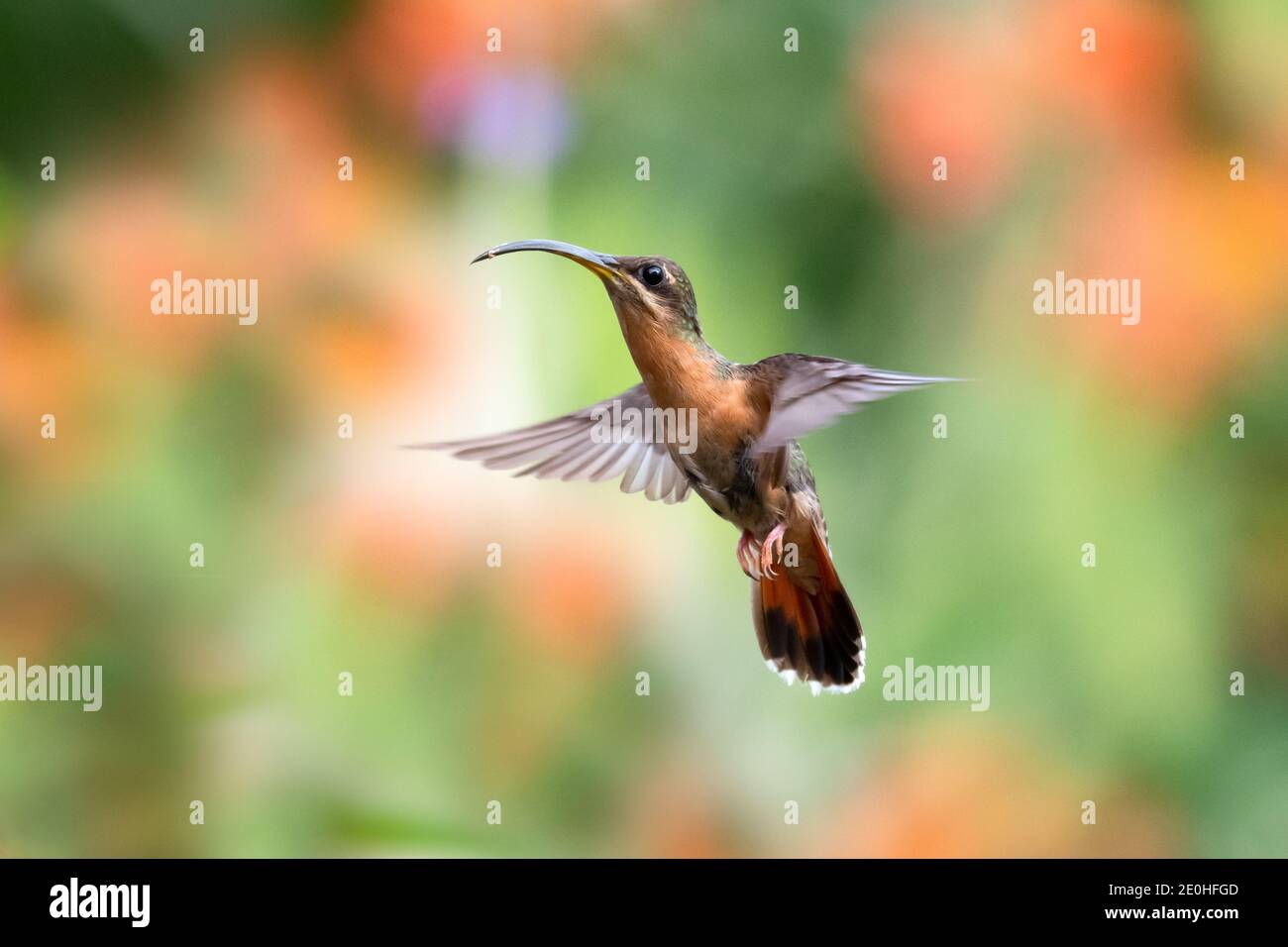 A Rufous-breasted Hermit hummingbird hovering in the air with orange flowers blurred in the background. Bird in flight. Wildlife in nature Stock Photo
