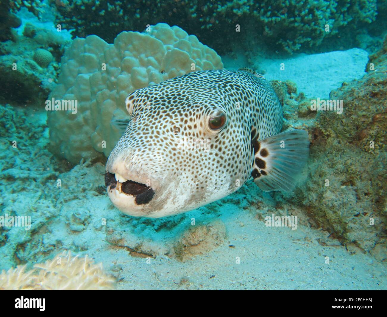 Riesenkugelfisch (Arothron stellatus), Rotes Meer, Aegypten Stock Photo