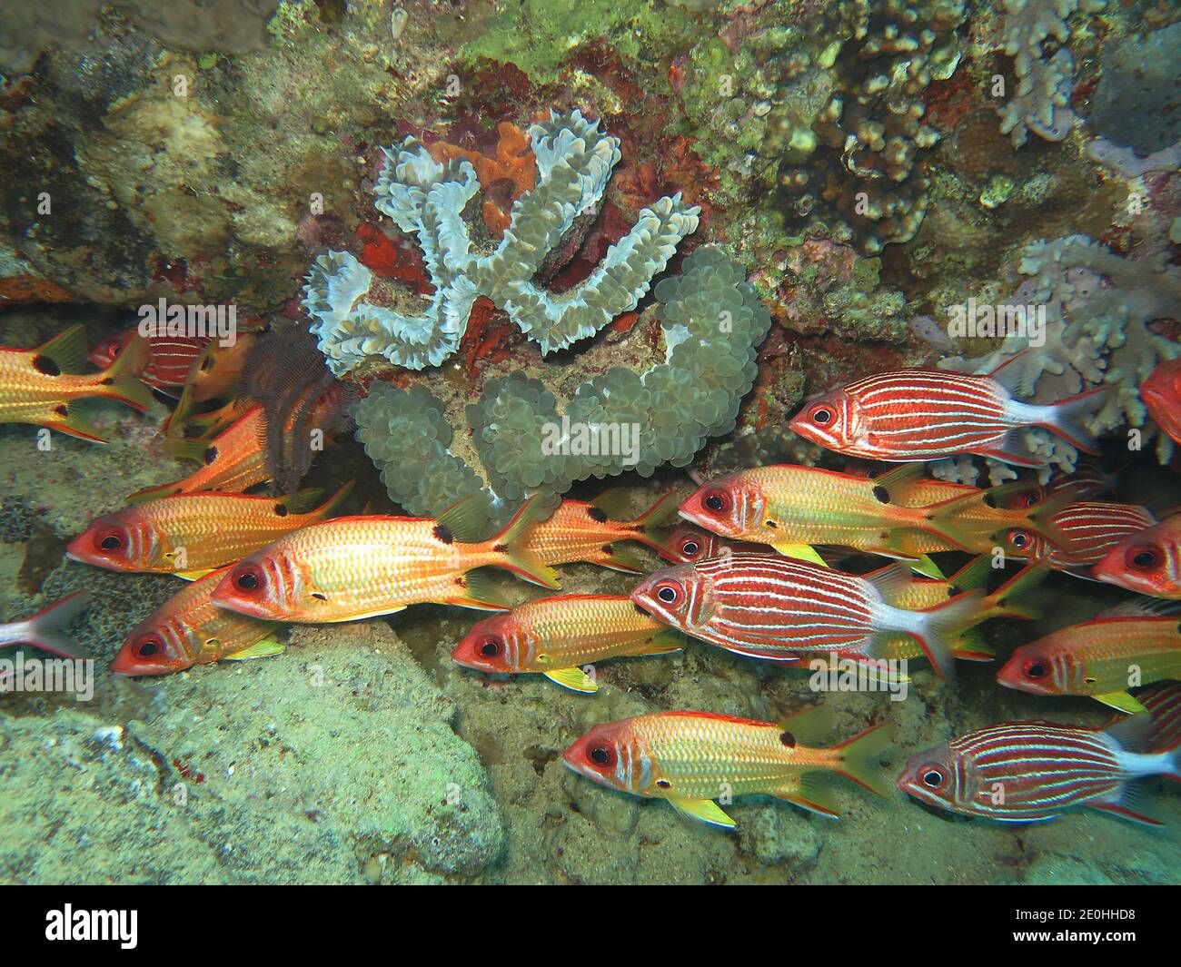 Husarenfische, Rotes Meer, Aegypten Stock Photo