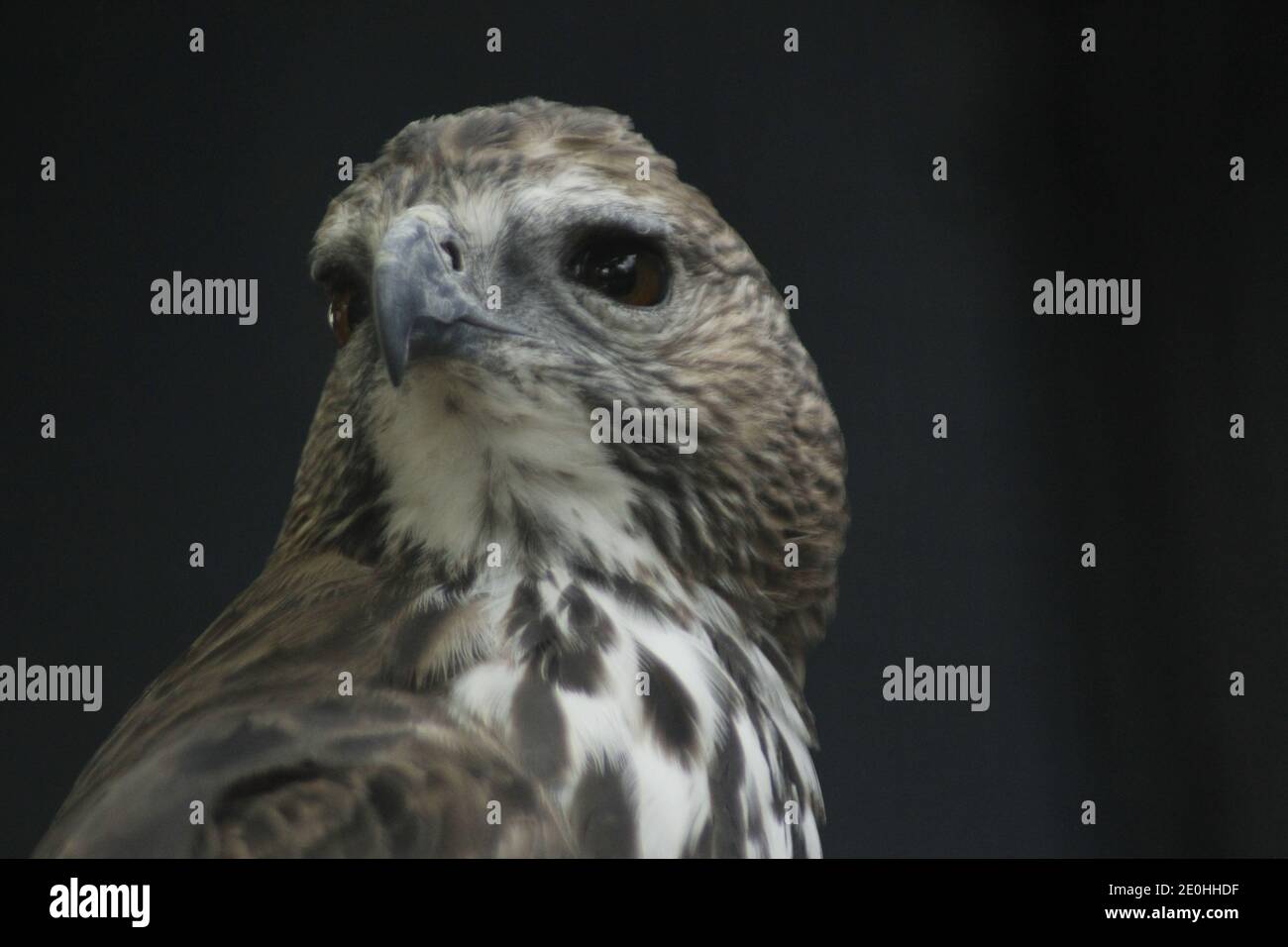 Seen a Brontok Eagle (Nisaetus cirrhatus) perched in the cage of a mini ...