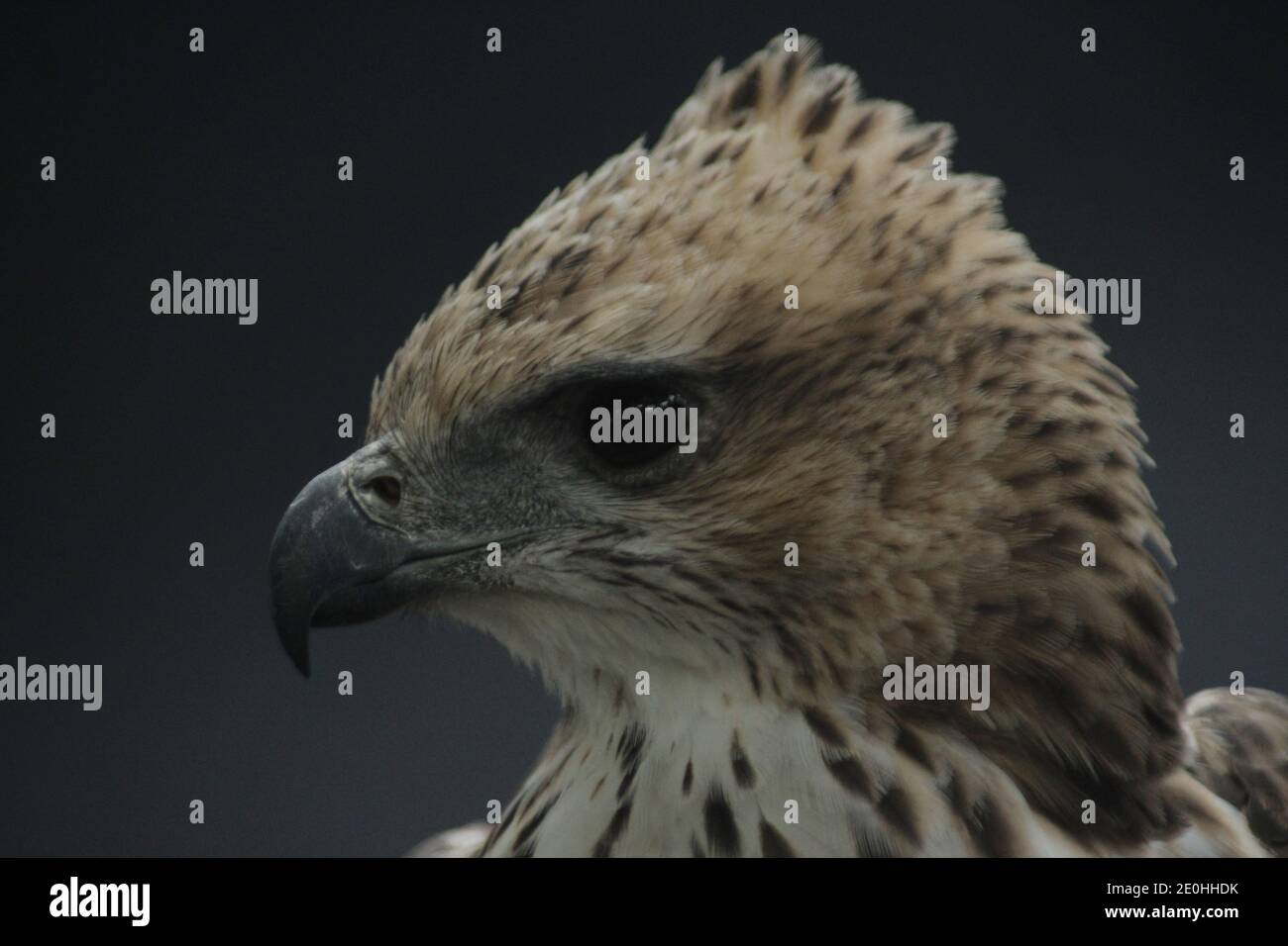 Seen a Brontok Eagle (Nisaetus cirrhatus) perched in the cage of a mini ...