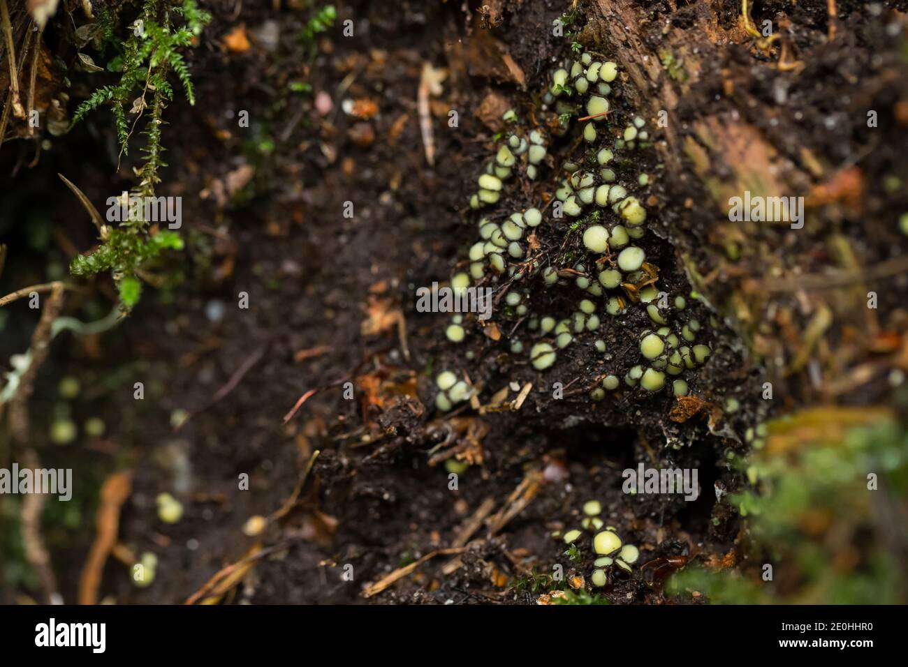 Cup fungi (Podophacidium xanthomelum) on a forest stream bank Stock Photo