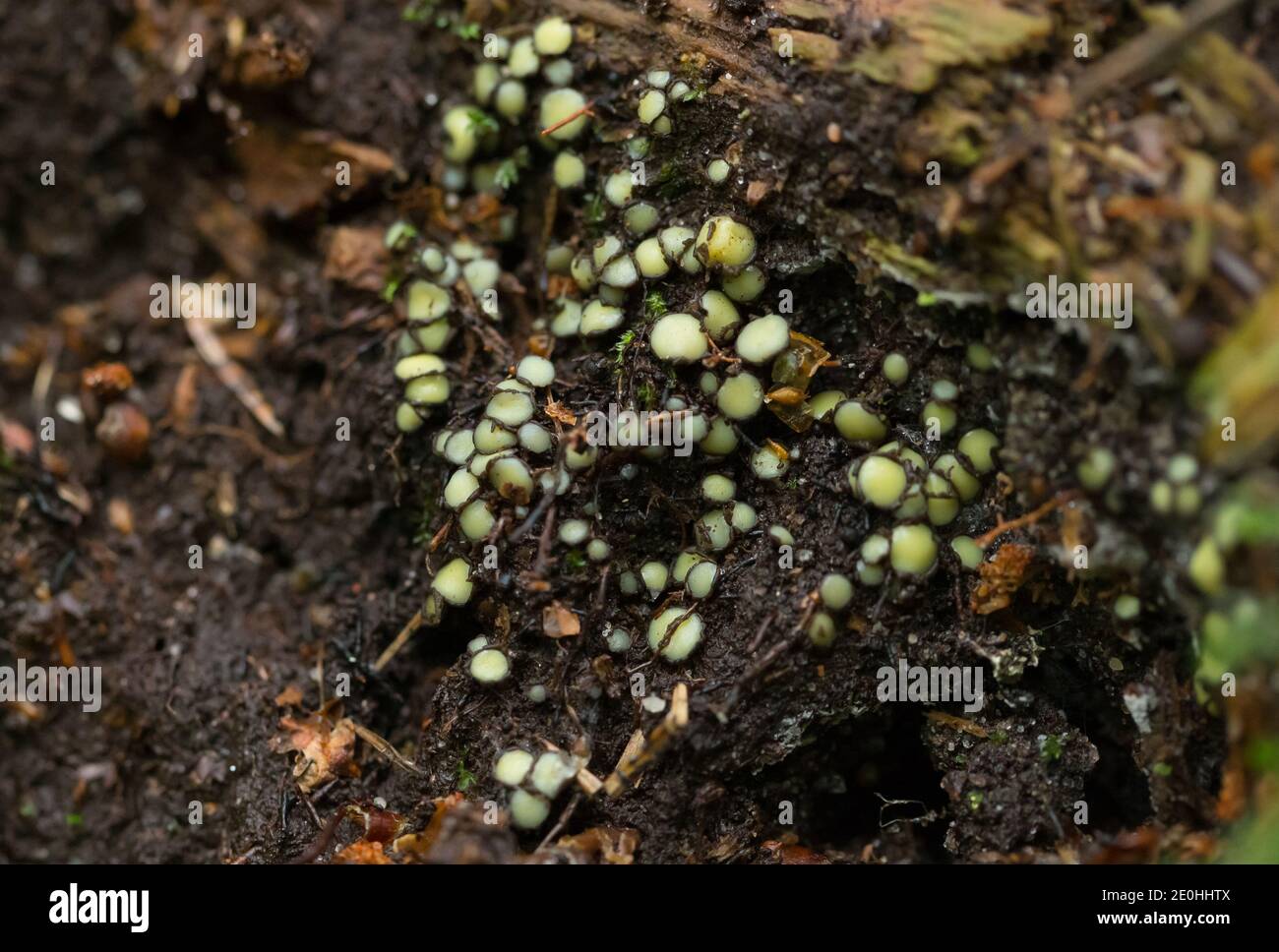 Cup fungi (Podophacidium xanthomelum) on a forest stream bank Stock Photo