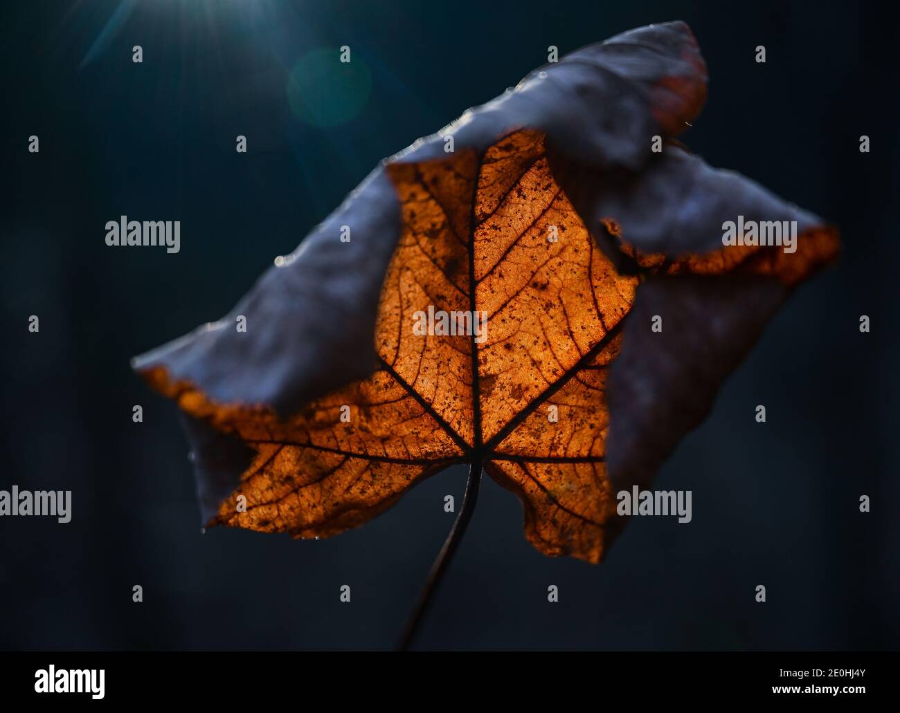 Treplin, Germany. 30th Dec, 2020. In the backlight of the afternoon sun, a maple leaf glows on a tree in a forest. Credit: Patrick Pleul/dpa-Zentralbild/ZB/dpa/Alamy Live News Stock Photo