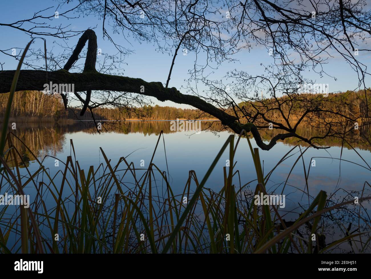 Treplin, Germany. 30th Dec, 2020. The Trepliner Lake in the district Märkisch-Oderland. Credit: Patrick Pleul/dpa-Zentralbild/ZB/dpa/Alamy Live News Stock Photo