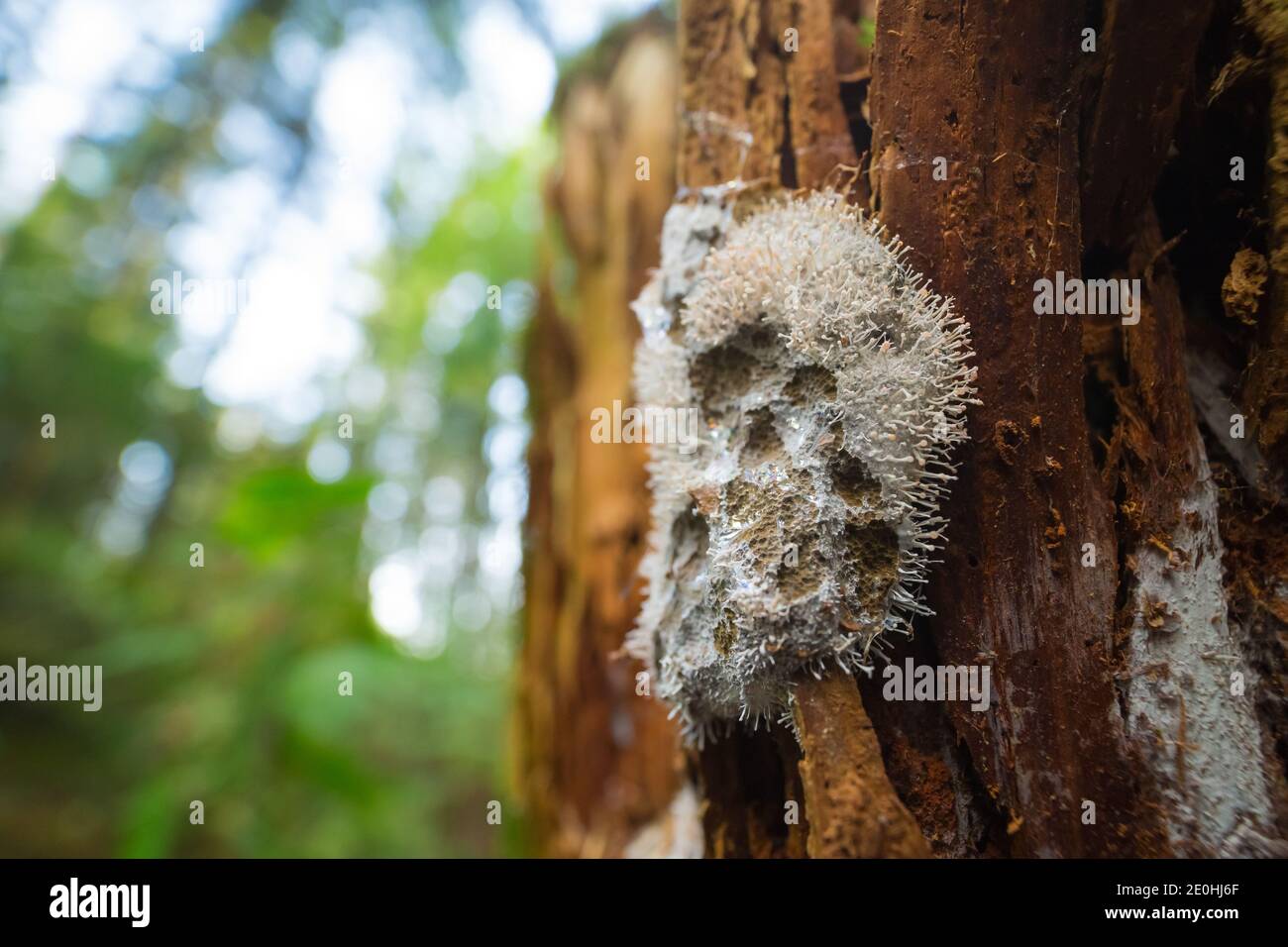 Mycoparasite (Polycephalomyces tomentosus) growing on a slime mould Stock Photo