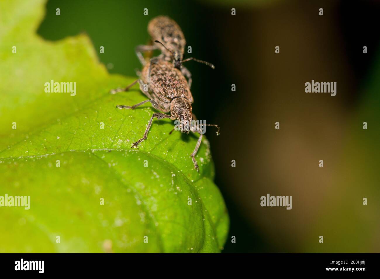 Mating weevils (Polydrusus cervinus) Stock Photo