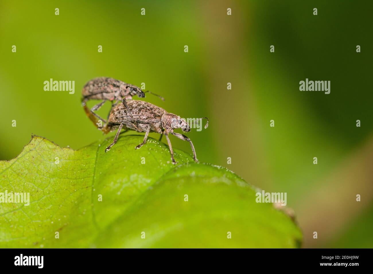 Mating weevils (Polydrusus cervinus) Stock Photo