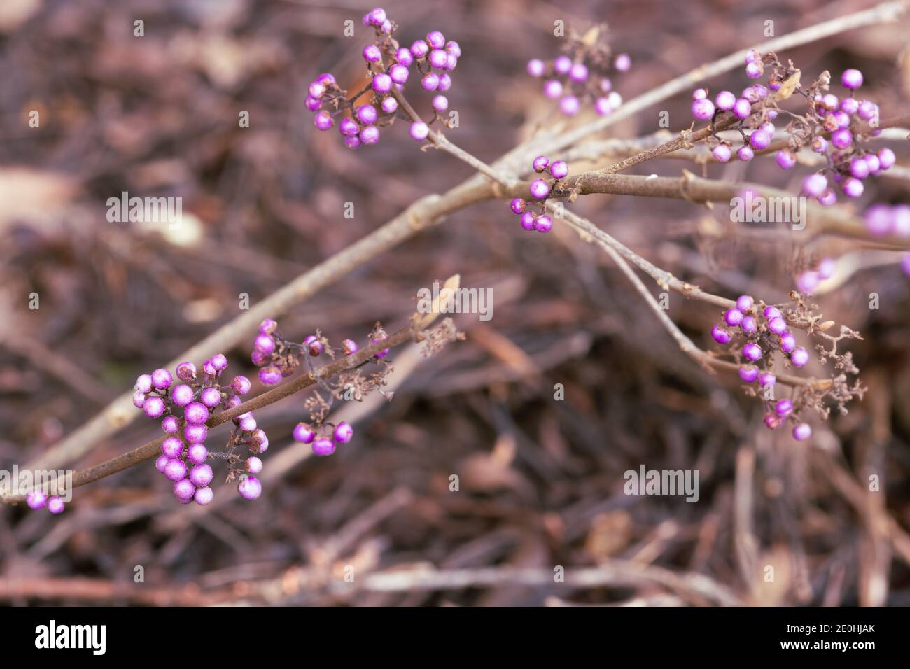 Callicarpa bodinieri 'Profusion' berries in winter Stock Photo