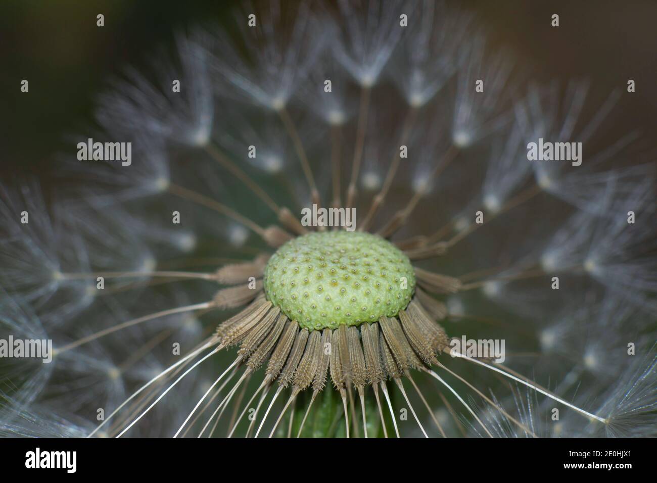 close-up of a withered dandelion fluffy head in blurred background meadow. Stock Photo