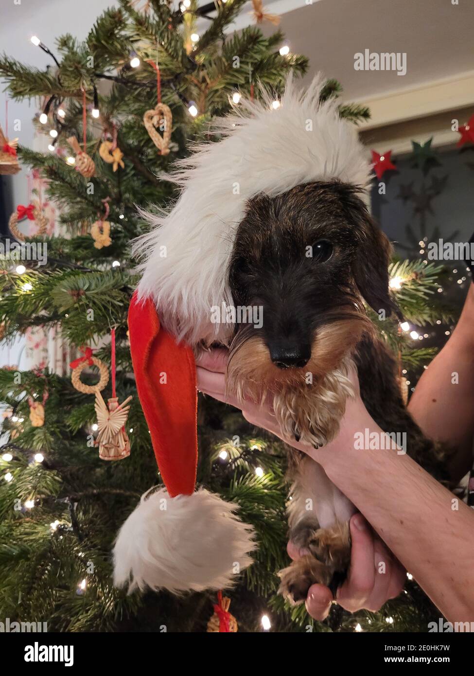 Wirehaired Miniature Dachshund in Christmas Suit Stock Photo