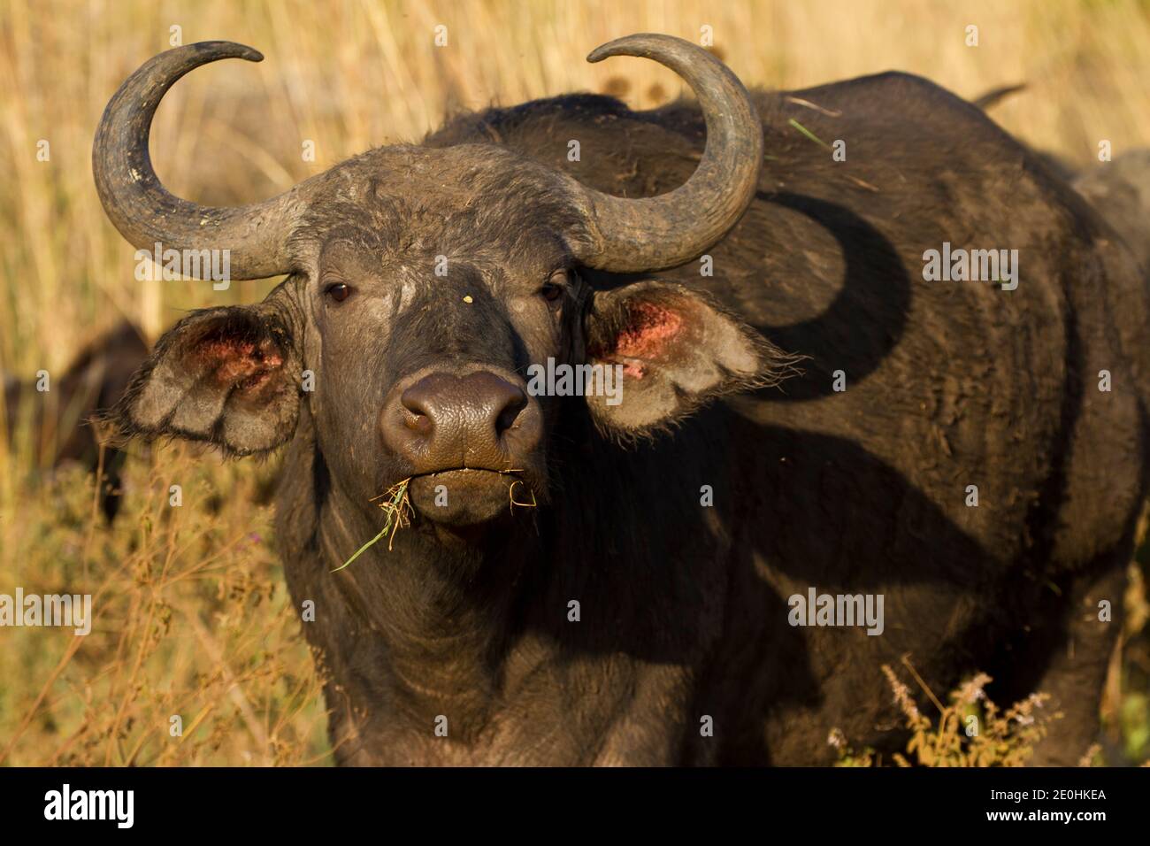African or Cape Buffalo (Syncerus caffer) Stock Photo