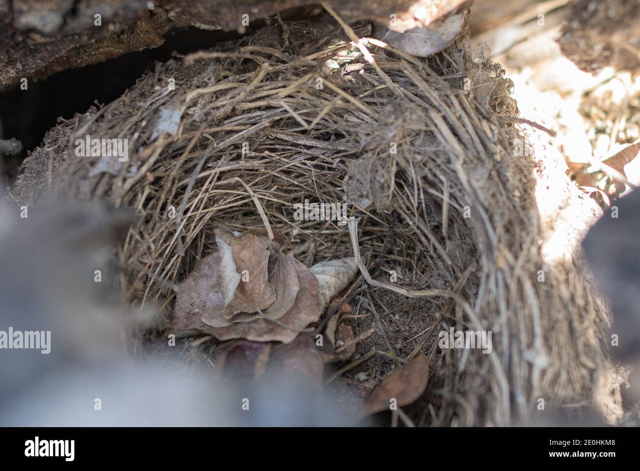 Nest of birds made with sticks and dry branches intertwined and taking