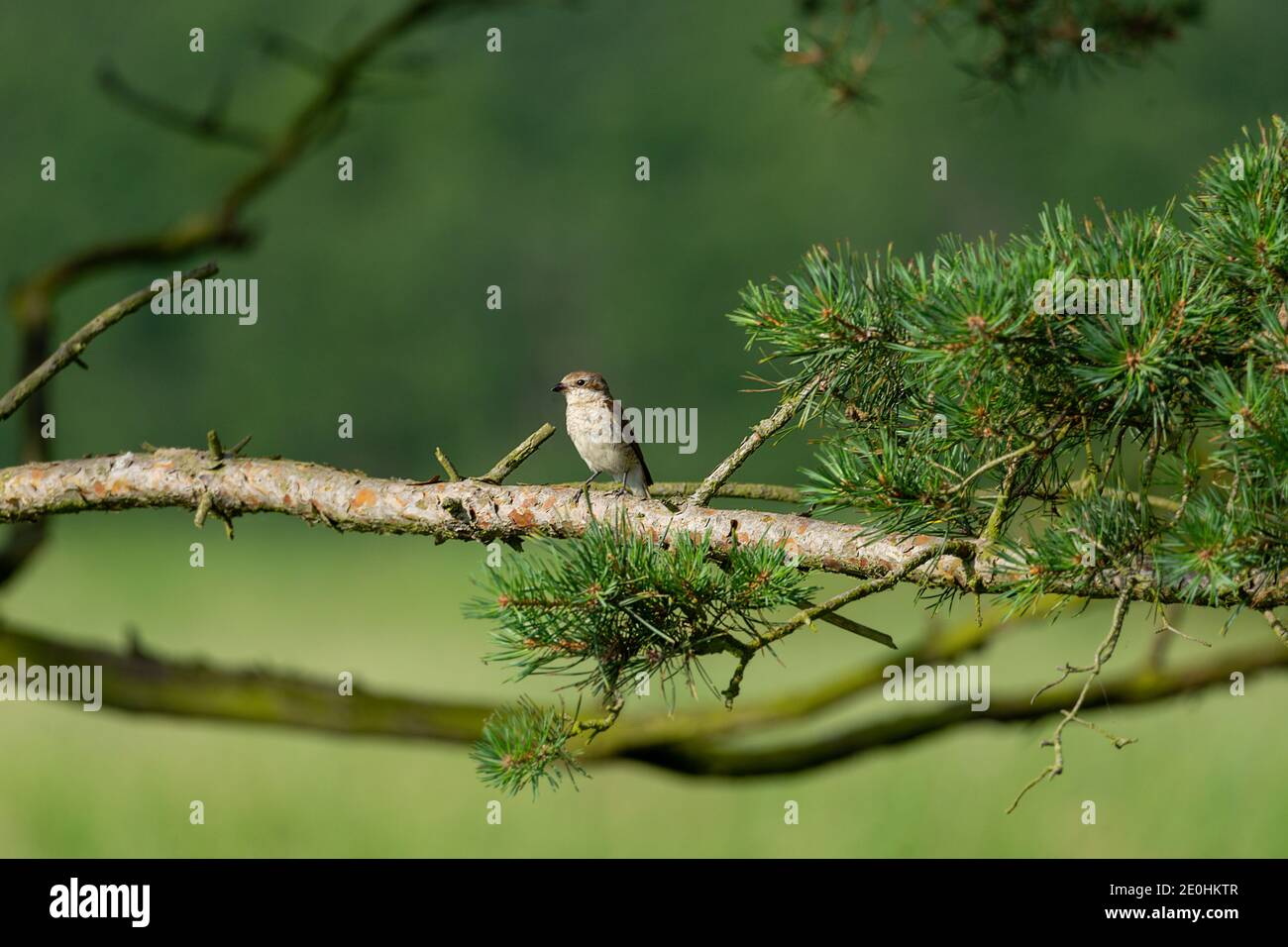 Small bird on spruce branch Stock Photo
