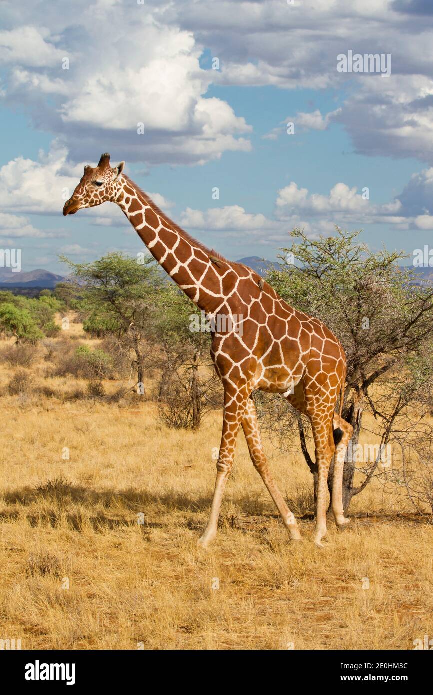 Reticulated Giraffe (Giraffa camelopardalis reticulata) Stock Photo