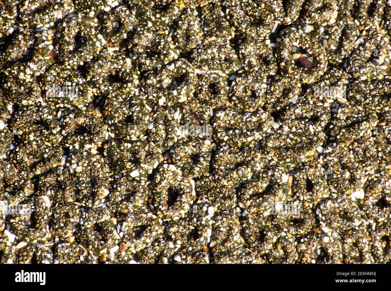 Anenomes on Lighthouse Beach, Bastendorff County Park, Oregon Stock Photo