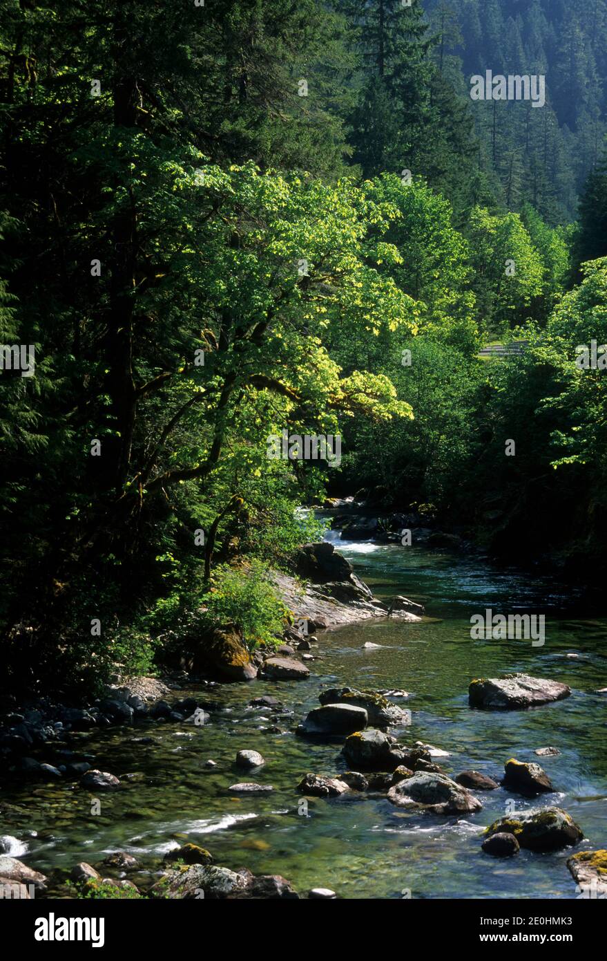 Quartzville Creek Wild & Scenic River, Quartzville National Back