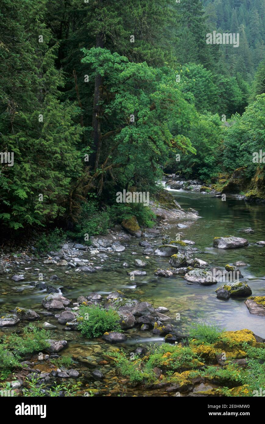 Quartzville Creek Wild & Scenic River, Quartzville National Back