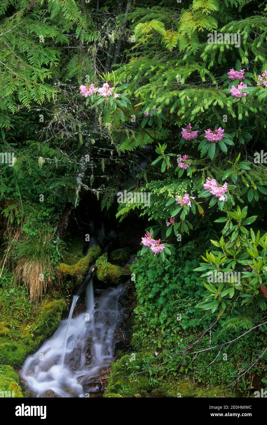 Oregon Native Rhododendron Pacific rhododendron (Rhododendron macrophyllum) by creek, Willamette ...