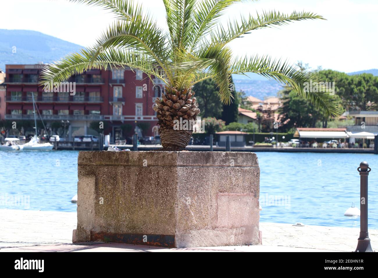 Green alley of growing palm trees on Garda lake, Italy Stock Photo