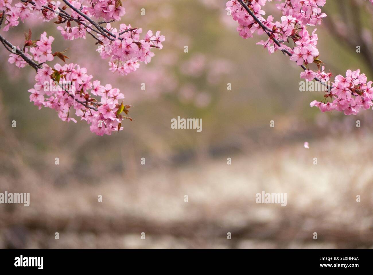 Cherry Blossom with a bird eating insects inside the bloomed pink flowers Stock Photo