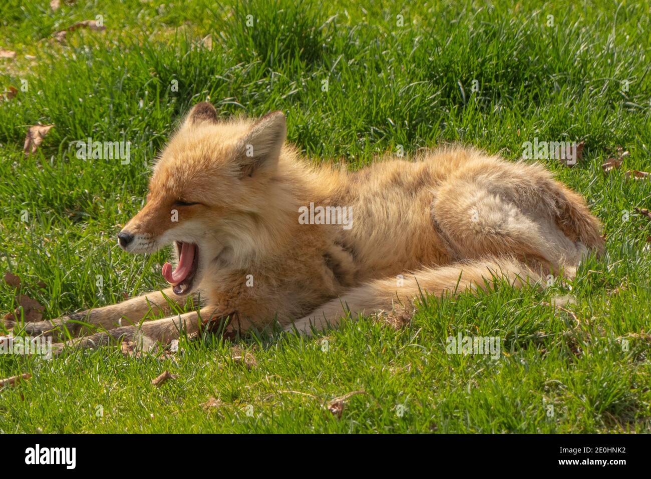 Young fox yawning in warm sunlight Stock Photo