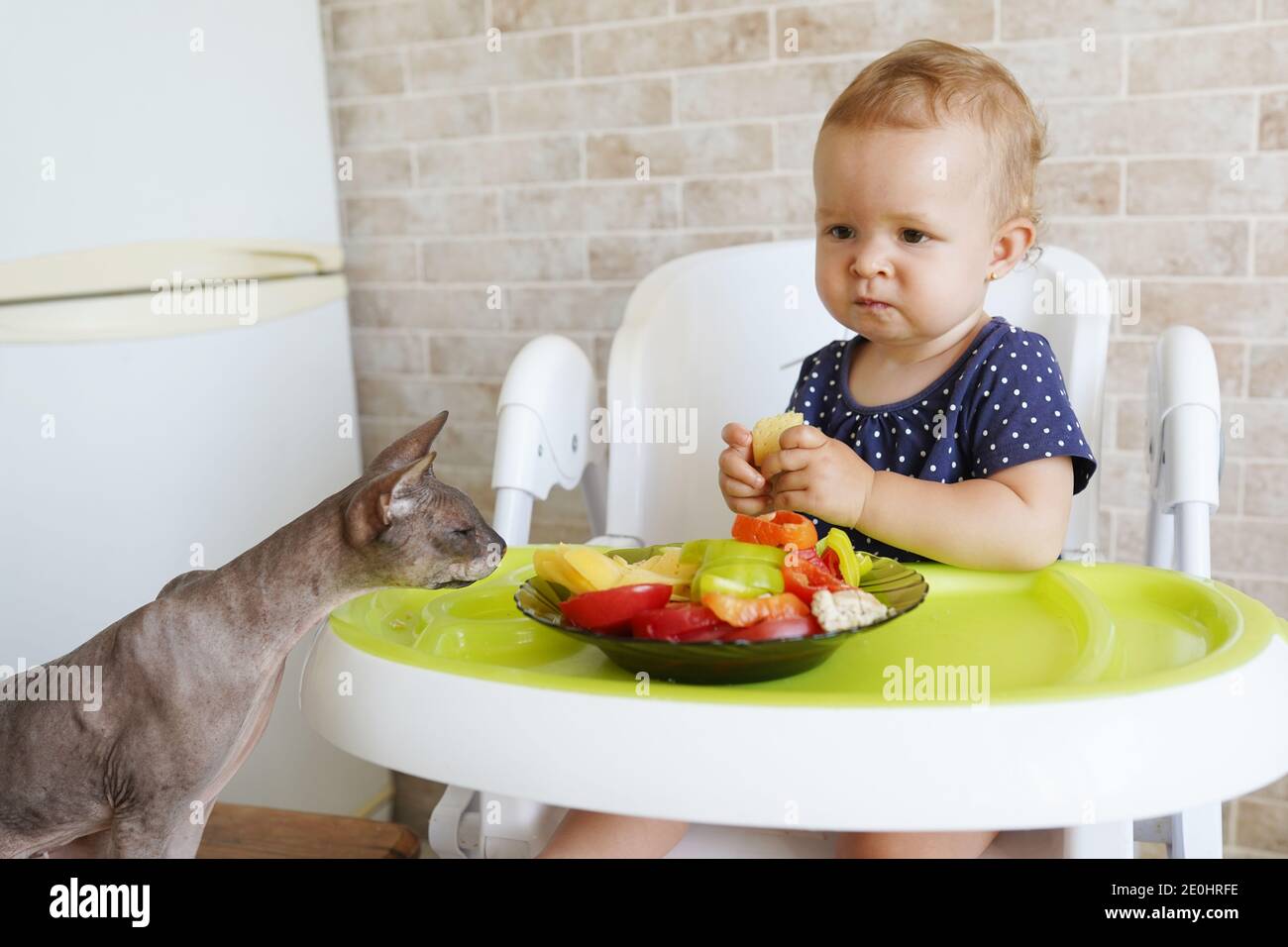 Cheerful naughty baby girl plays with fruit at home, cat sniffs her plate with interest Stock Photo