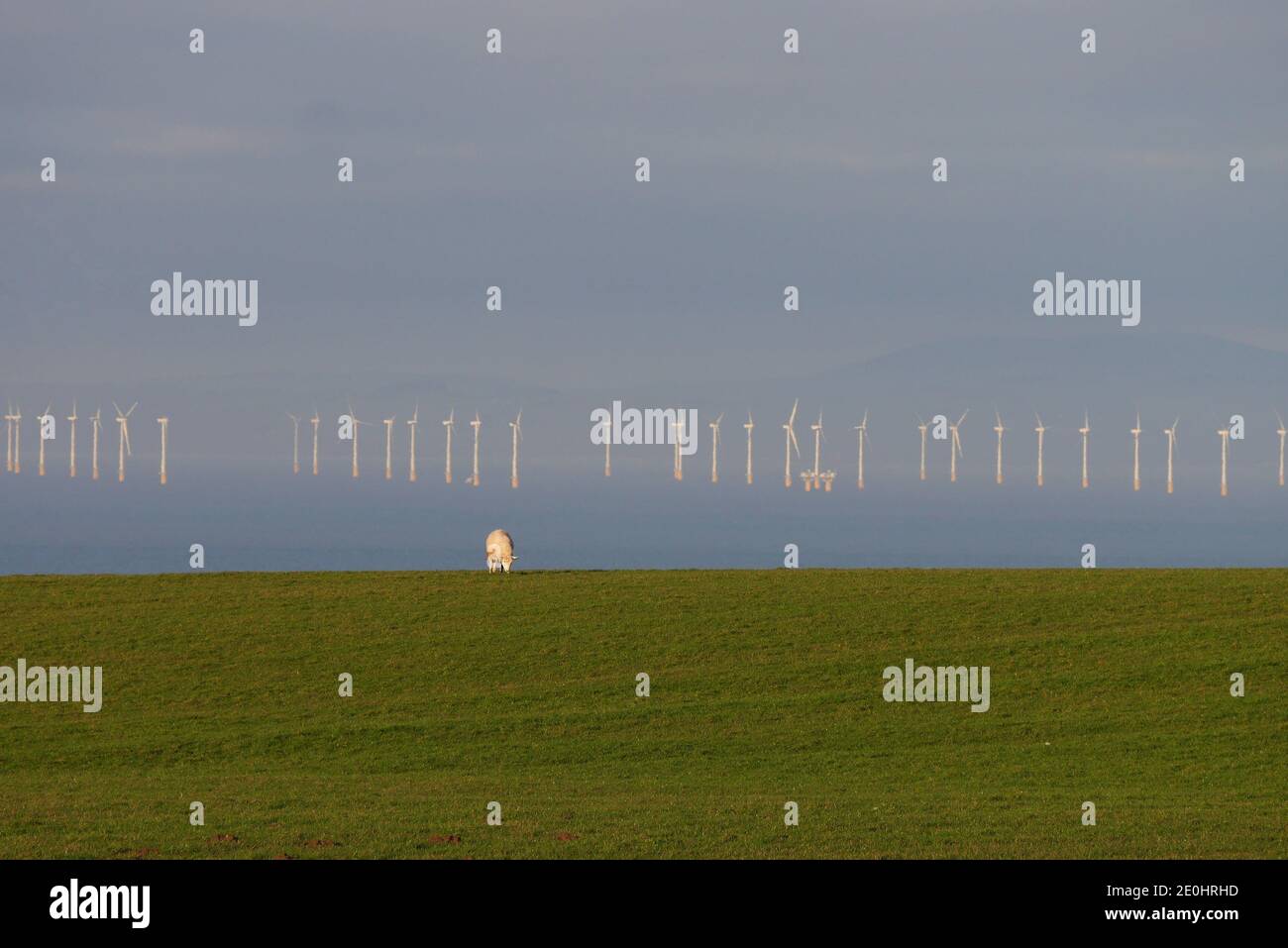 Robin Rigg Off-Shore Wind Farm, with a grazing sheep in the foreground, Flimby Brow, Cumbria, England, United Kingdom Stock Photo
